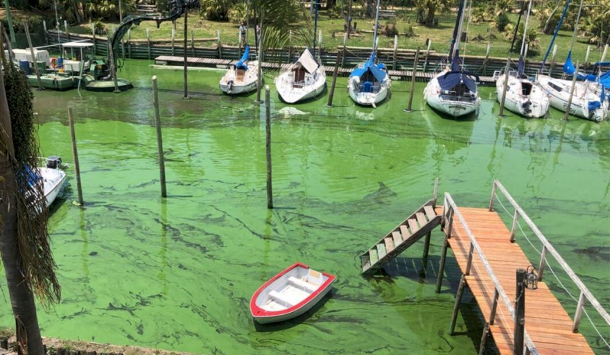 Alertan por la presencia de cianobacterias en las costas del Río de La Plata
