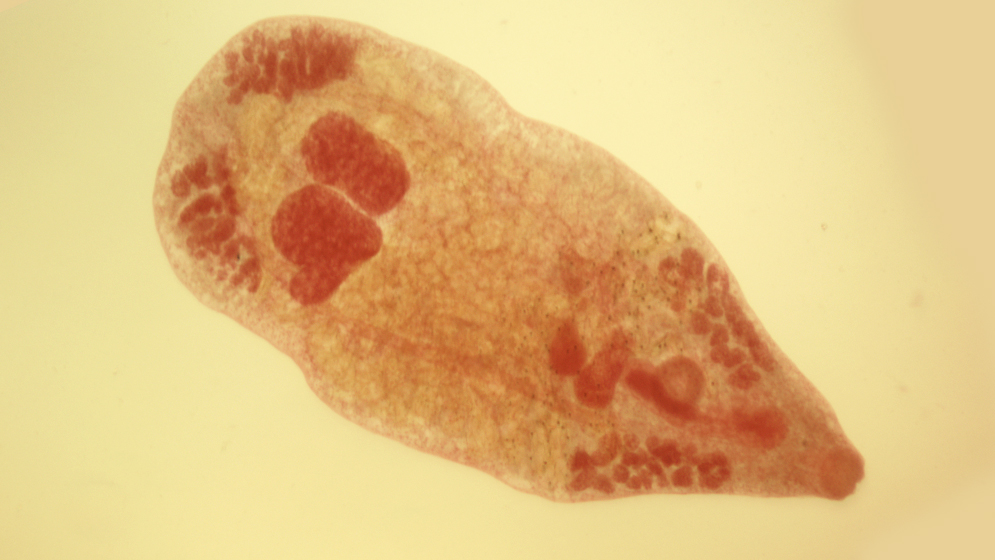 Describen un nuevo género de parásitos de peces que habitan la cuenca del Río de la Plata