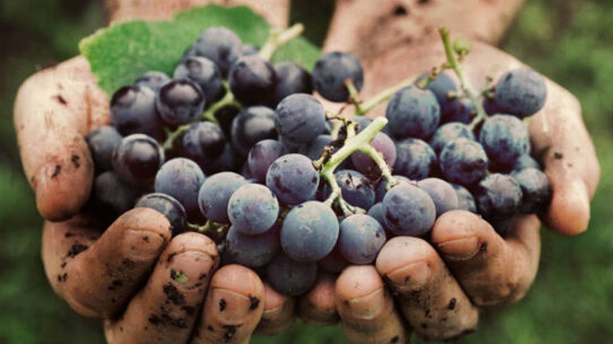 Se profundiza la crisis de las economías regionales